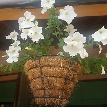 Complex Golden Dreams Lägenhetshotell